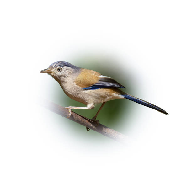 Blue-winged Minla perching on a perch looking into a distance