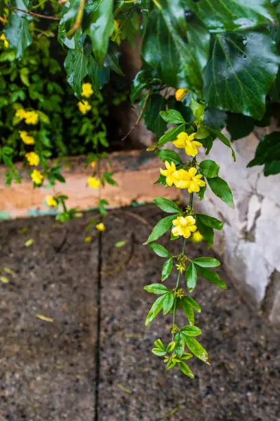 Photo of A branch with yellow jasmine flowers Gelsemium sempervirens climbs the bushes