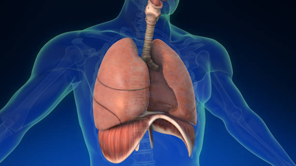 istock 3d human lung inside human body with its parts visible. Medically accurate human lungs. 1391211230