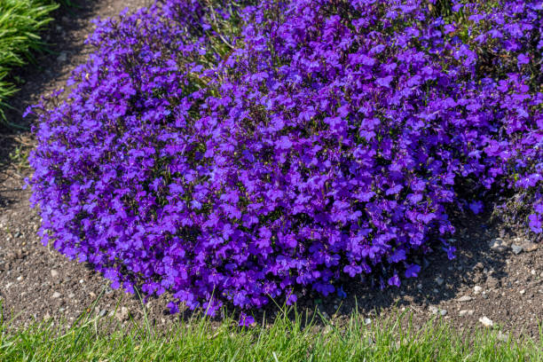 Lobelia Erinus flowers Lobelia erinus `Crystal Palace`, herbaceous annual with deep blue flowers. lobelias stock pictures, royalty-free photos & images