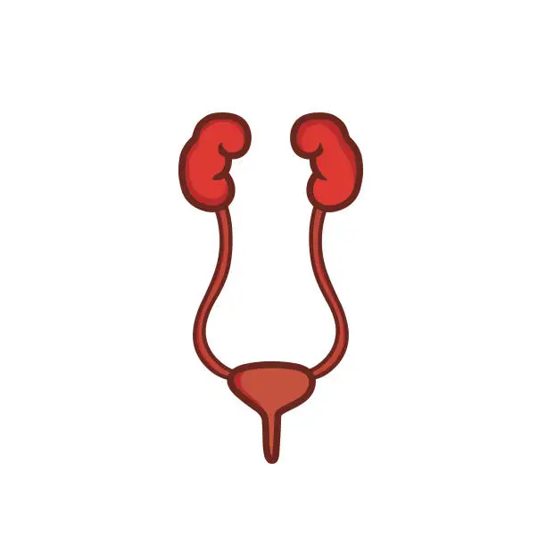 Vector illustration of Urinary system vector illustration
