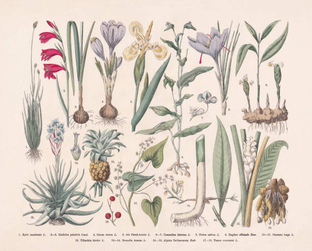 nutz- und zierpflanzen, handkolorierter holzstich, veröffentlicht 1887 - ingwerblüte stock-grafiken, -clipart, -cartoons und -symbole