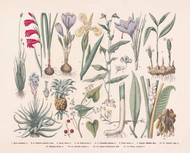 Useful and ornamental plants, hand-colored wood engraving, published in 1887 Useful and ornamental plants: 1) Carolina yelloweyed grass (Xyris caroliniana, or Xyris canadensis); 2-3) Marsh gladiolus (Gladiolus palustris); 4) Spring crocus (Crocus vernus); 5) Water flag (Iris pseudacorus); 6-7) Commelina tuberosa; 8) Saffron crocus (Crocus sativus); 9) Ginger (Zingiber officinale); 10-11) Turmeric (Curcuma longa); 12) Tillandsia bicolor; 13-14) Pineapple (Ananas comosus, or Bromelia ananas); 15-16) True cardamom, (Elettaria cardamomum, or Alpinia cardamomum); 17-18) Black bryony (Dioscorea communis, or Tamus communis). Hand-colored wood engraving, published in 1887. ginger stock illustrations