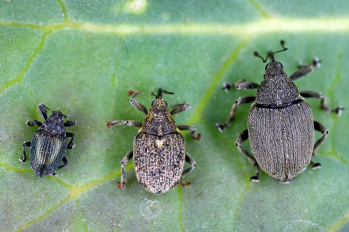 From left Ceutorhynchus sulcicollis, pallidactylus and napi - weevils of beetle from family Curculionidae, pests of cabbage family e.g. oil rape plants, cauliflower, broccoli.