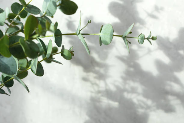 istock The shadow of the leaves on a grey background 1391219014