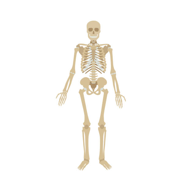 人体の構造のイラスト。 - human bone illustrations点のイラスト素材／クリップアート素材／マンガ素材／アイコン素材