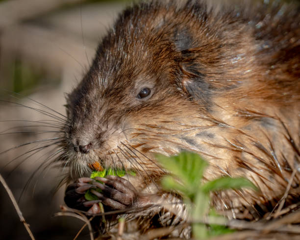 istock Muskrat eating vegetation in the pond 1391220173