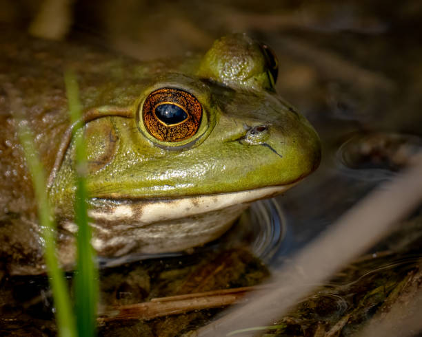 istock Bullfrog Bull frog in the pond 1391220209