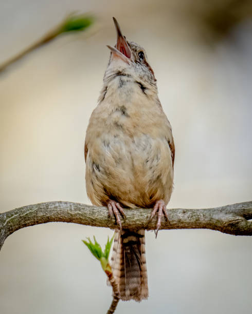 istock Wren singing its song 1391220211