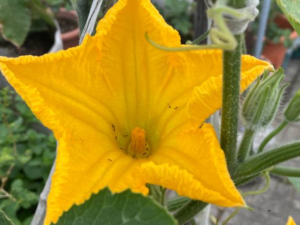 istock Selected focus for cucumber flower 1391221930