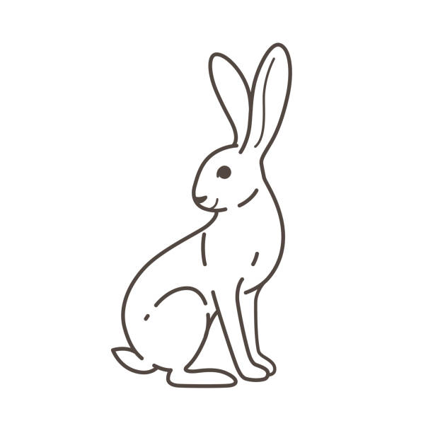 animal Cute grey hare - cartoon animal character. Vector illustration in flat style isolated on white background. hare and leveret stock illustrations