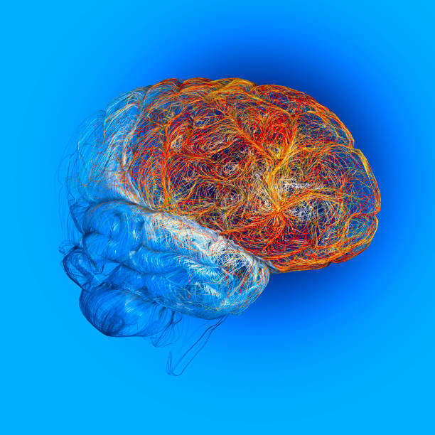 istock Brain, the frontal lobe is located at the front of each cerebral hemisphere 1391224278