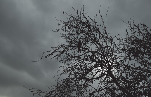 moody black and white crow