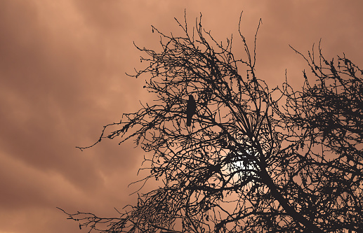 moody sepia crow