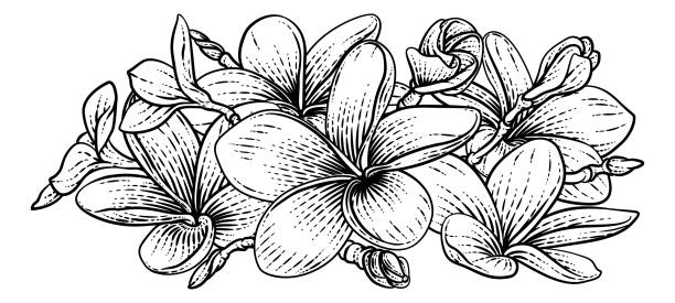 Plumeria Frangipani Tropical Bali Flower Woodcut A Plumeria Or Frangipani Tropical Bali Flower In A Vintage Woodcut Etching Vintage Drawing Style plumeria stock illustrations