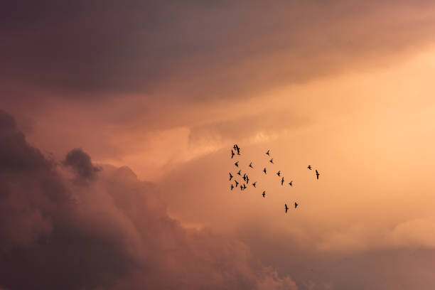 istock Sunset clouds and flock of birds 1391226978