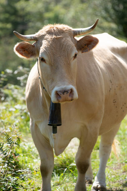 Grazing animal