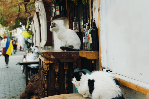Two black/white cats chilling at the terrace in the center of the old town of Kas city, Antalya Province