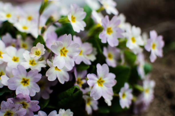istock Small fragile primrose flowers bloom 1391235785