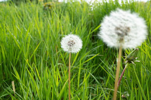 Little fluffy white Dandelion in the meadow