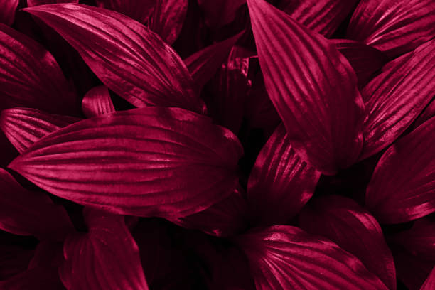 istock Glossy leaves colored in pink shade.Beautiful abstract background,copy space.Natural backdrop.Low key photography. 1391238349