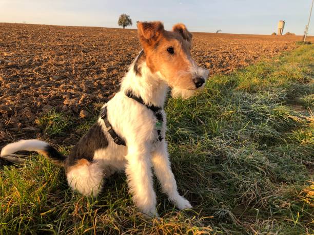 um cachorro senta no campo ao sol da noite - fox terrier - fotografias e filmes do acervo