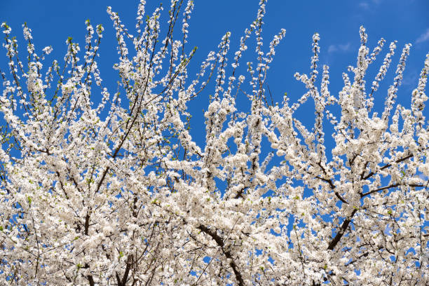 istock Beautiful branches of blossoming cherries. Beautiful abstract spring background. 1391239488