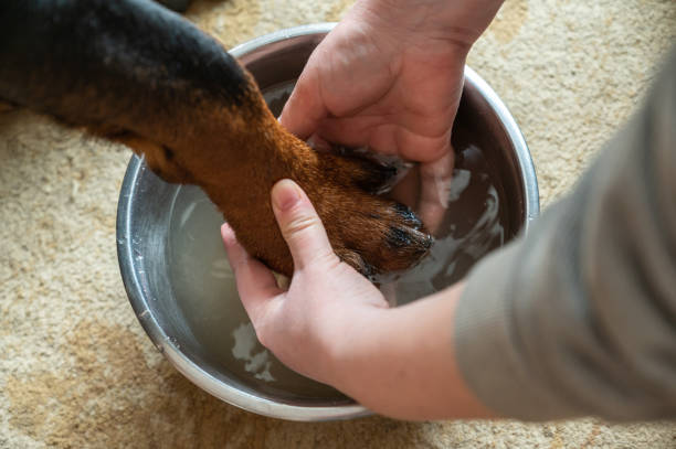 руки взрослой женщины моют большую собачью лапу в металлической миске. передняя лапа собаки ротвейлера. чаша с водой стоит на ковре. гостин� - 2838 стоковые фото и изображения