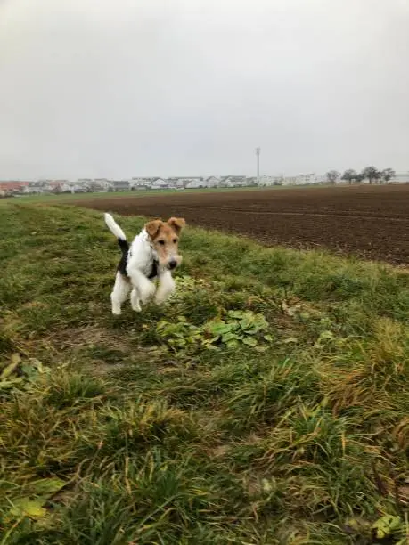 A jumping dog on a field