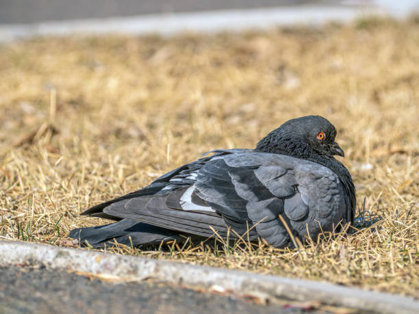 istock Gray dove is lying and looking at the camera outdoors. Close-up. 1391242845