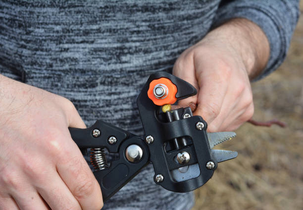 istock Grafting fruit trees. A gardener is cutting a scion with a professional grafting tool, grafting knife. 1391243927