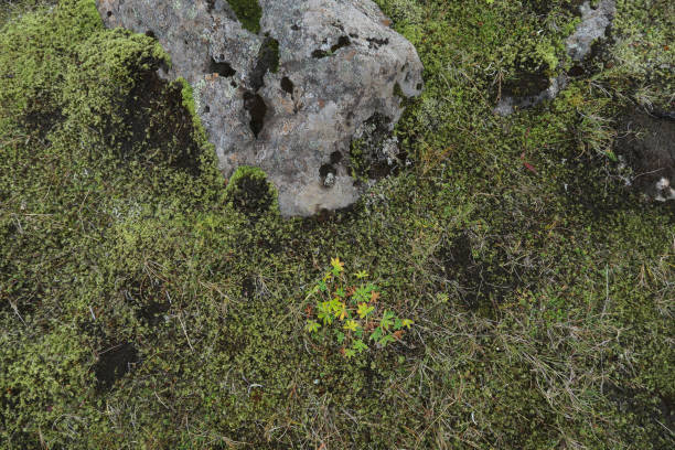 istock Moss around the rock on the ground 1391244215