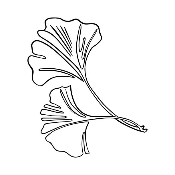 ilustrações, clipart, desenhos animados e ícones de o contorno das folhas de ginkgo biloba. ilustração isolada do vetor desenhado à mão. - ginkgo ginkgo tree leaf biloba