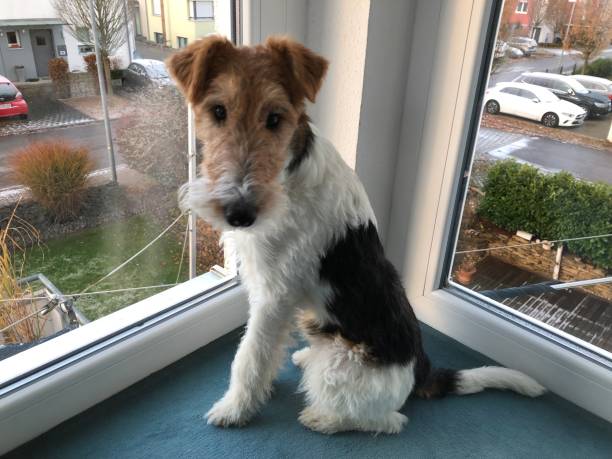 istock A dog sits by the window and looks at the camera 1391249156