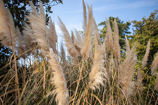 Pampas grass in nature in a sunny day of summer