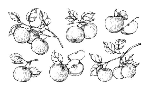 apple on branch engraving. hand drawn organic garden fruit. vintage juicy pieces. healthy products. ripe harvest. isolated twig with leaves. orchard crops. vector botanical elements set - apple 幅插畫檔、美工圖案、卡通及圖標