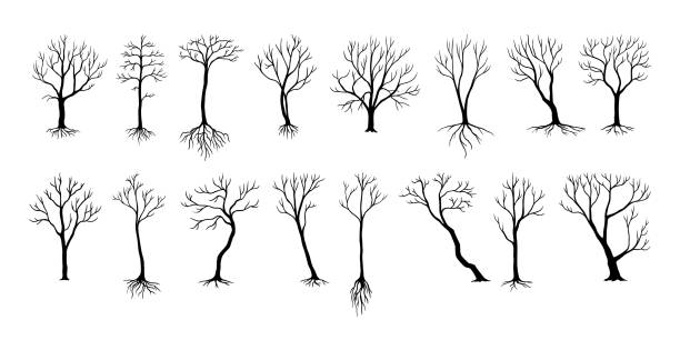 nackte baumsilhouetten. schwarze büsche und lastwagen mit kahlen ästen. winter- oder herbstpflanzen mit wurzeln. natur der kalten jahreszeit. abgestorbene birken- oder eichenstängel. vektor trockene waldelemente set - bare tree dry tree branch stock-grafiken, -clipart, -cartoons und -symbole