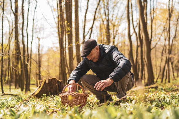 istock Senior man picking ramson in forest 1391250344