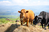 istock Cows eating straw hay on pasture 1391250442