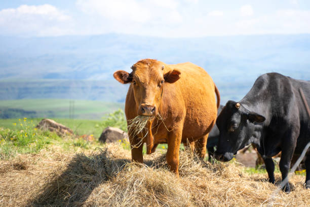 Cows Eating Straw Hay On Pasture Stock Photo - Download Image Now -  Domestic Cattle, Cow, Hay - iStock