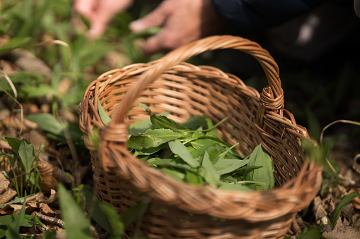 Wicker basket with freshly picked ramson leaves outdoors, close up, shallow focus on wild garlic, hands of senior man collecting allium ursinum blurred in background
