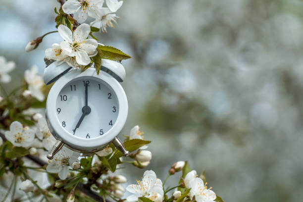 primavera. despertador clássico branco na luz do sol da manhã entre flores de cerejeira branca em um fundo de mola borrado no jardim, efeito bokeh. - antique clock - fotografias e filmes do acervo