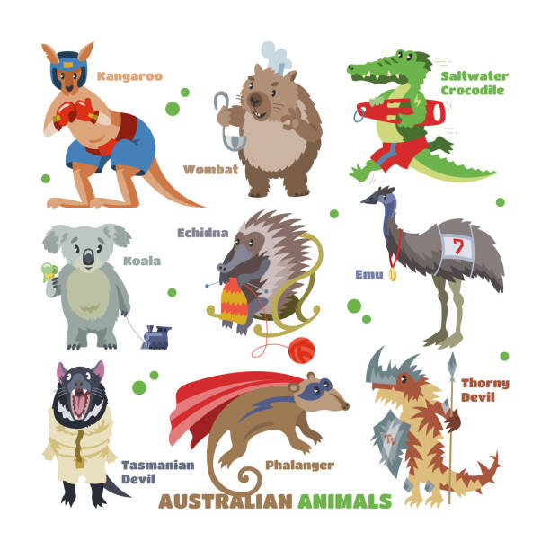 Australian animals vector cartoon animalistic character in wildl Australian animals vector cartoon animalistic character in wildlife Australia kangaroo sportsman koala crocodile in costume illustration. Set of wild wombat and emu isolated on white background. tasmanian animals stock illustrations