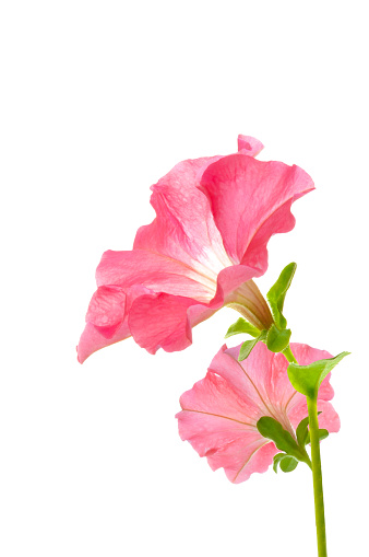 Bouquet of two pink petunia flowers close-up on a white isolated background
