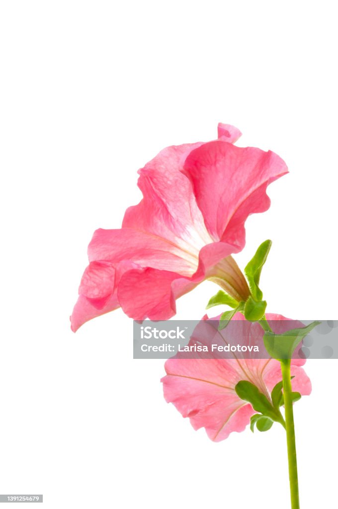Bouquet of two pink petunia flowers close-up on a white isolated background Petunia Stock Photo