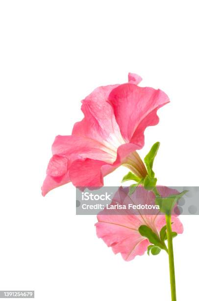 Bouquet Of Two Pink Petunia Flowers Closeup On A White Isolated Background Stock Photo - Download Image Now