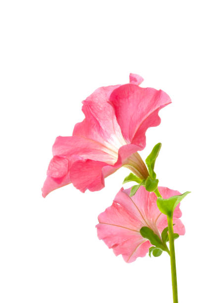 bouquet of two pink petunia flowers close-up on a white isolated background - petunia imagens e fotografias de stock