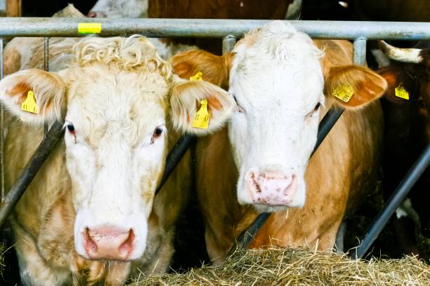 Bulls in a narrow cattle pen Bulls in a narrow cattle pen with no possibility to lie down await transport to the slaughterhouse.
Ear tag numbers are fictitious.
This image is part of a series. cattle pen stock pictures, royalty-free photos & images