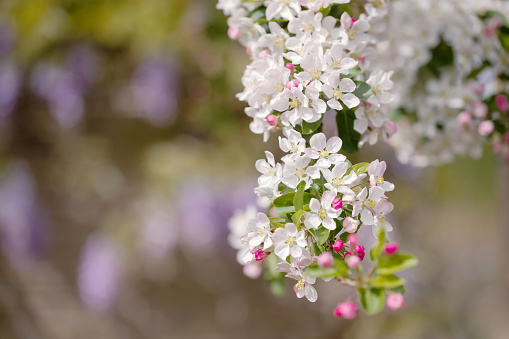 Close-up of flowers of a  Malus crap  apple tree ' Red Sentinel ' blooming in springtime.