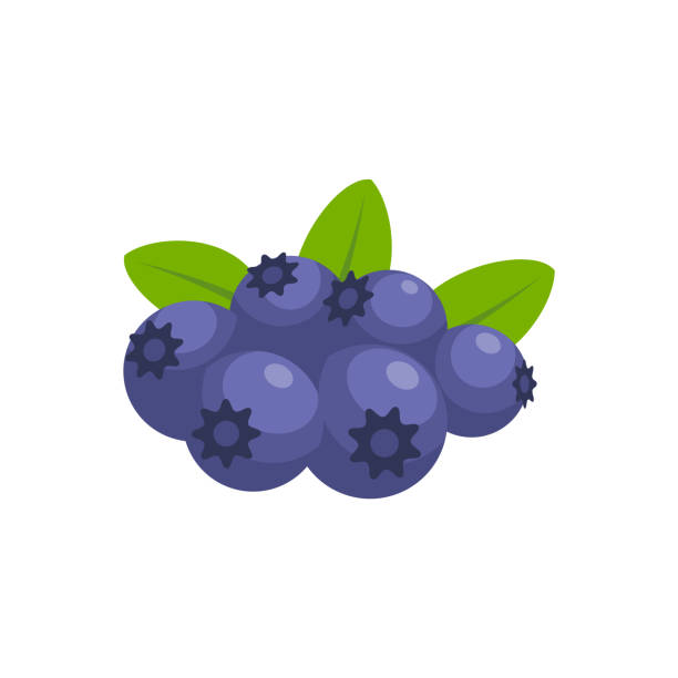 ilustraciones, imágenes clip art, dibujos animados e iconos de stock de ilustración vectorial de diseño blueberry flat aislada sobre fondo blanco - arándano
